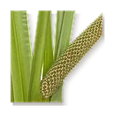 Calamus