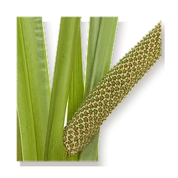 Calamus
