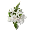 Jasmin égyptien