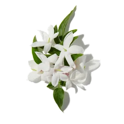 Jasmin