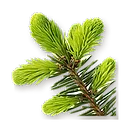 Sapin