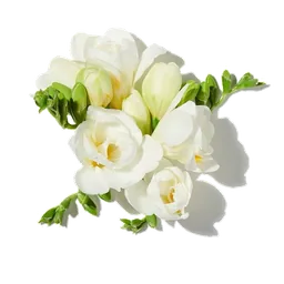 Freesia