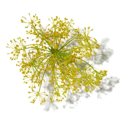 Galbanum