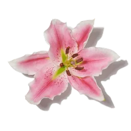 Lys