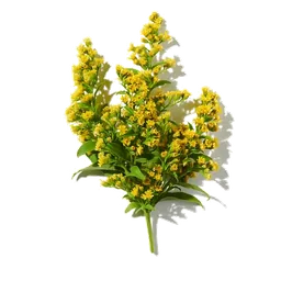 Mimosa