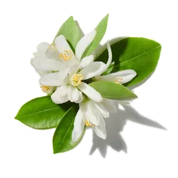 Fleur d’oranger