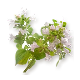 Origan