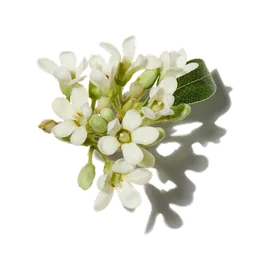 Osmanthus