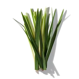 Estragon