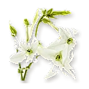 Fleur de tabac