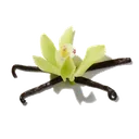 Orchidée