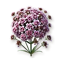 Verveine