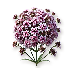 Verveine
